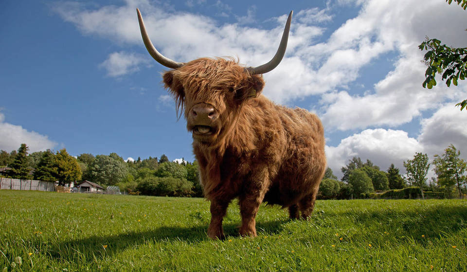 Treffen und Füttern von Hochlandkühen auf diesem charmanten Bauernhof, der weniger als zwei Stunden von London entfernt ist