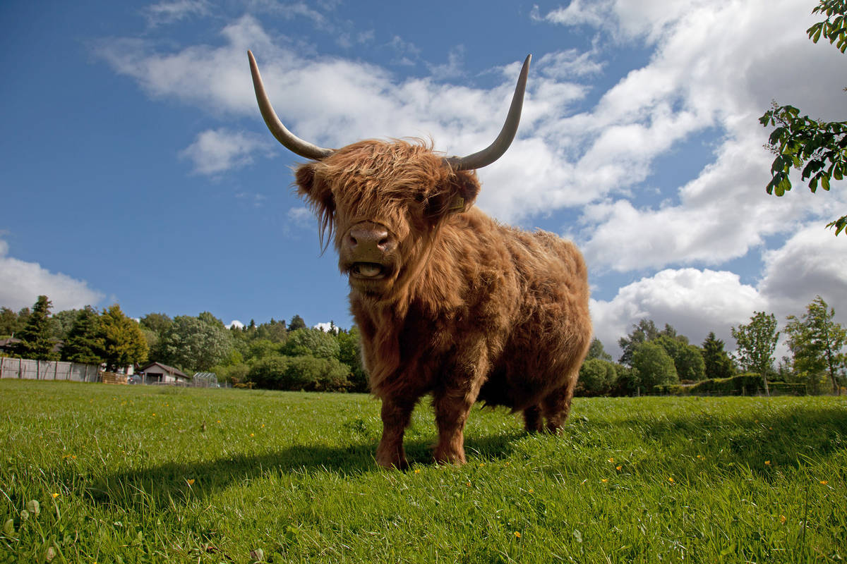 Meet Highland Cows On This Charming Farm Near London