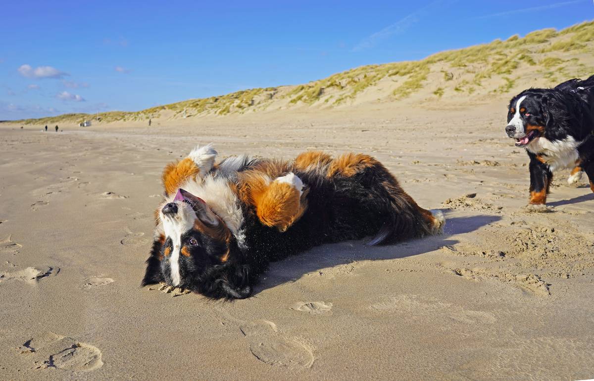 Bernese Mountain Dog rolling on the sand on the beach, other dog coming towards him. Camber Sands, England