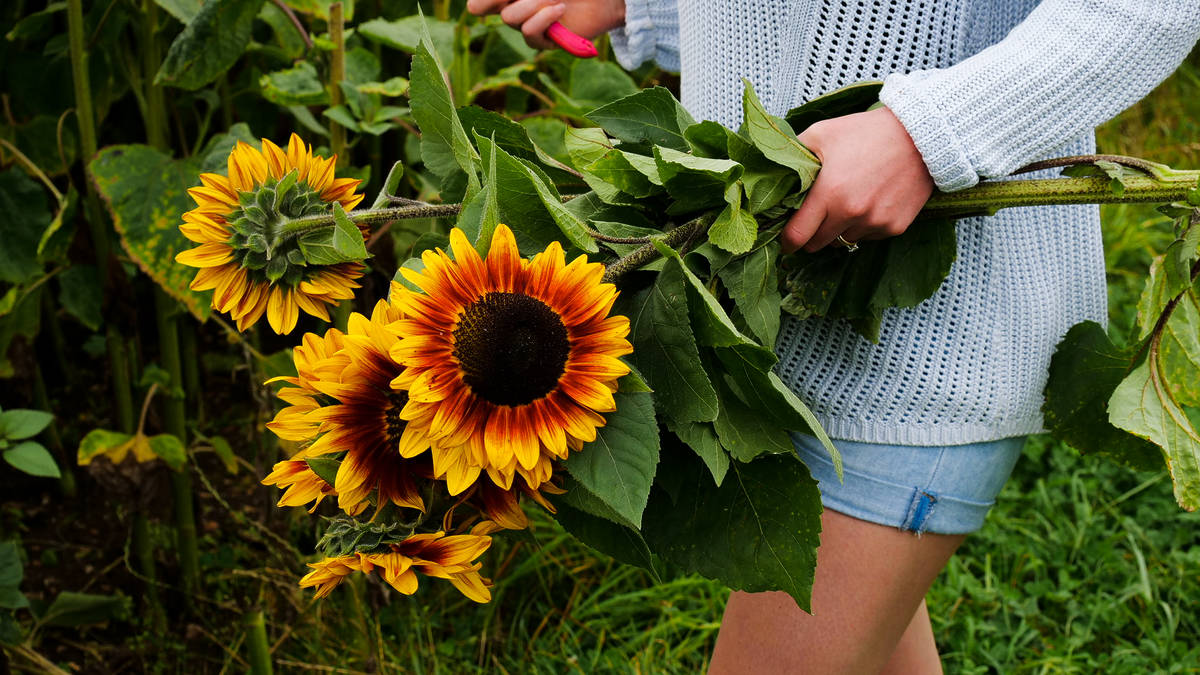 Somebody holding a bunch of sunflowers in a sunflower field