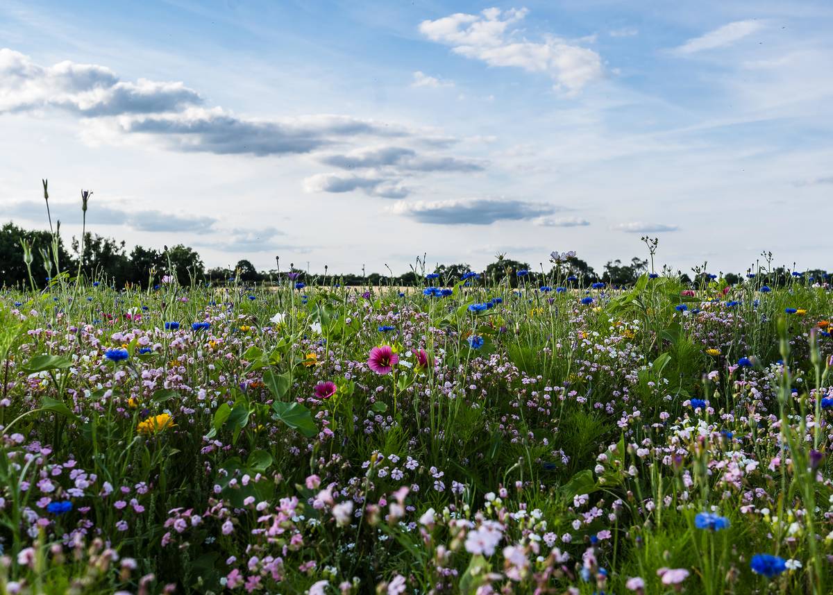 A field of wildflowers