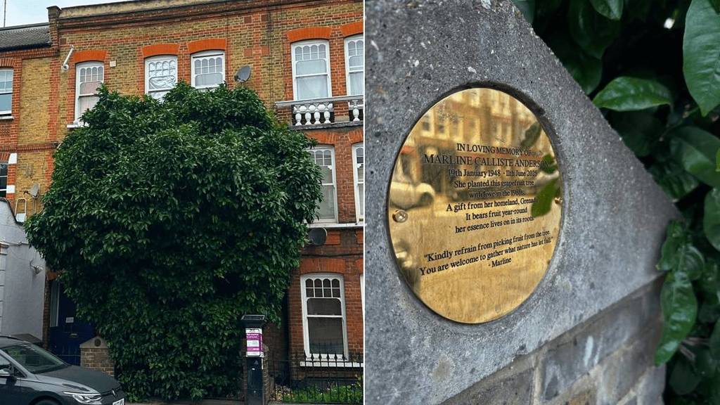An image of the grapefruit tree on Queenstown Road (left), and image of the gold plaque that has been put up in Marline's memory (right)