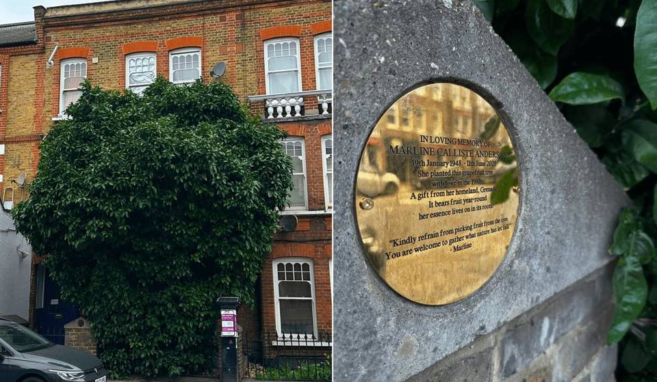 En Londres se encuentra uno de los únicos árboles de pomelo del Reino Unido, y la historia que esconde te llegará al corazón.