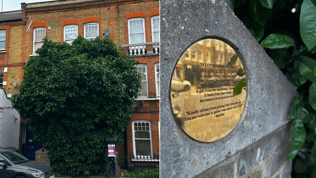The Heartwarming Story Behind Battersea’s Beautiful Grapefruit Tree