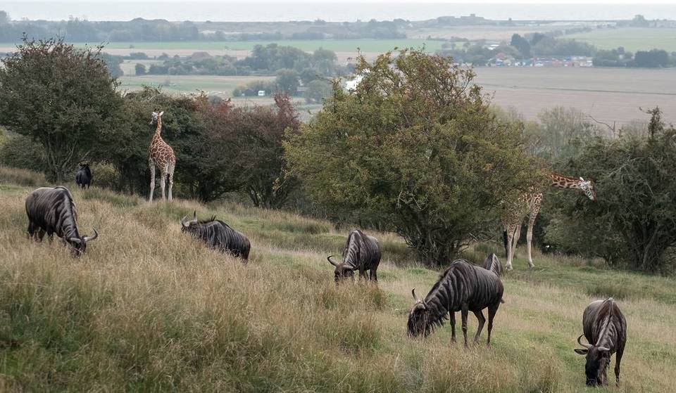 Nur 90 Minuten von London entfernt können Sie eine echte Safari erleben &#8211; und Sie können hier übernachten und nur wenige Meter von den Tieren entfernt aufwachen
