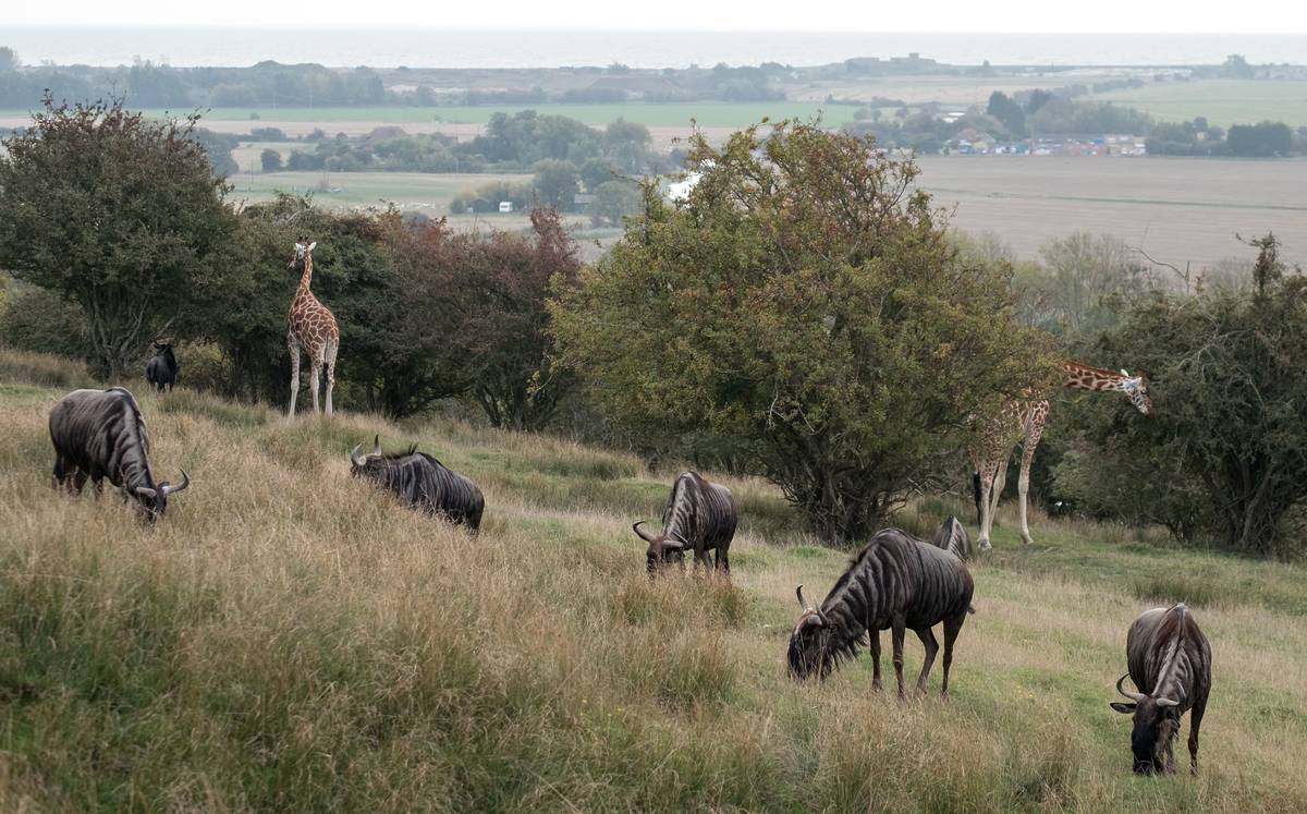 You Can Stay Overnight At This Incredible Safari Near London