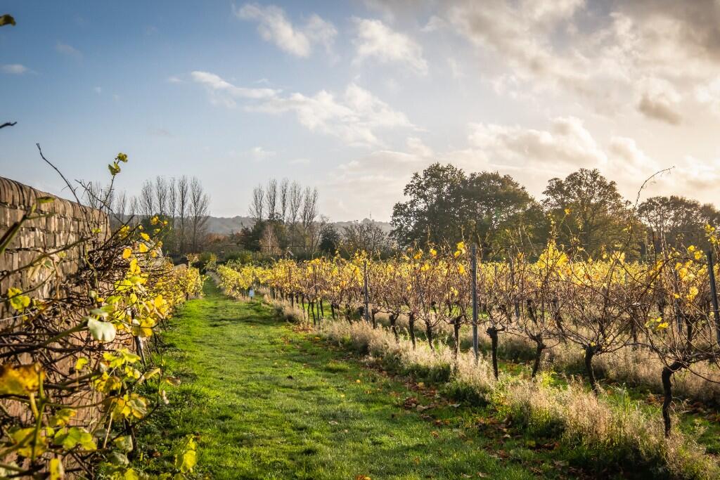 The vines at Carr Taylor vineyard