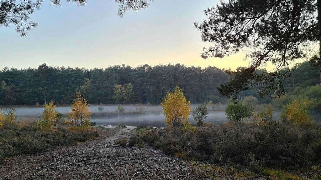 Horsell Common in Woking on a foggy day