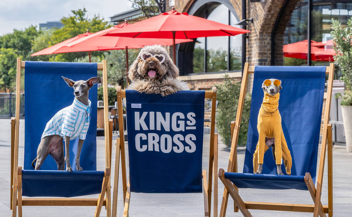 Dogs relaxing on deck chairs in Coal Drops Yard in King's Cross, London