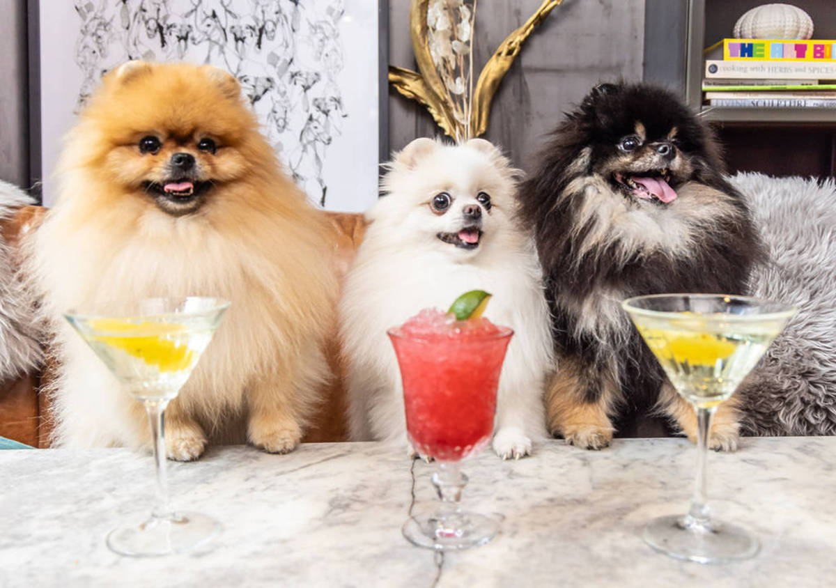 Dogs enjoying mocktails during The Big Woof Festival in London.