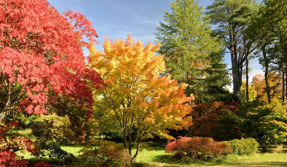 Ce superbe village des Cotswolds, situé à une heure de Londres, cache un jardin botanique magique. Il est considéré comme « le meilleur endroit au monde pour regarder les feuilles tourner » en automne.