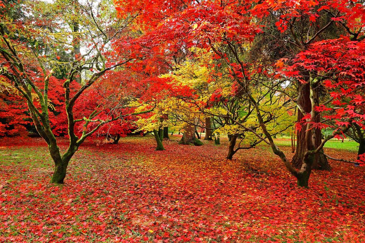 The beautiful colours of the Acer trees in Autumn at Westonbirt Arboretum, Gloucestershire, England, UK