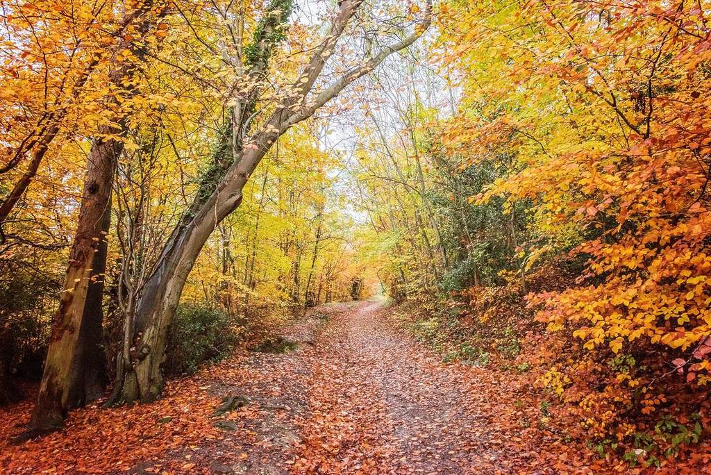 An autumnal image of trees and fallen leaves at the Ashridge Estate