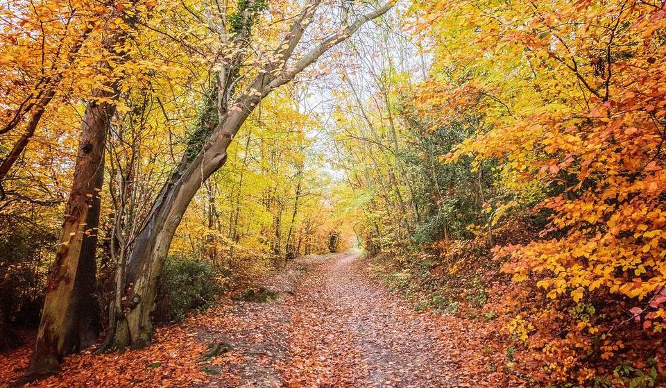 Ce magnifique domaine près de Londres abrite des cerfs en liberté et des milliers d&rsquo;arbres anciens. Il vient d&rsquo;être désigné comme l&rsquo;un des meilleurs lieux de promenade automnale de Grande-Bretagne.