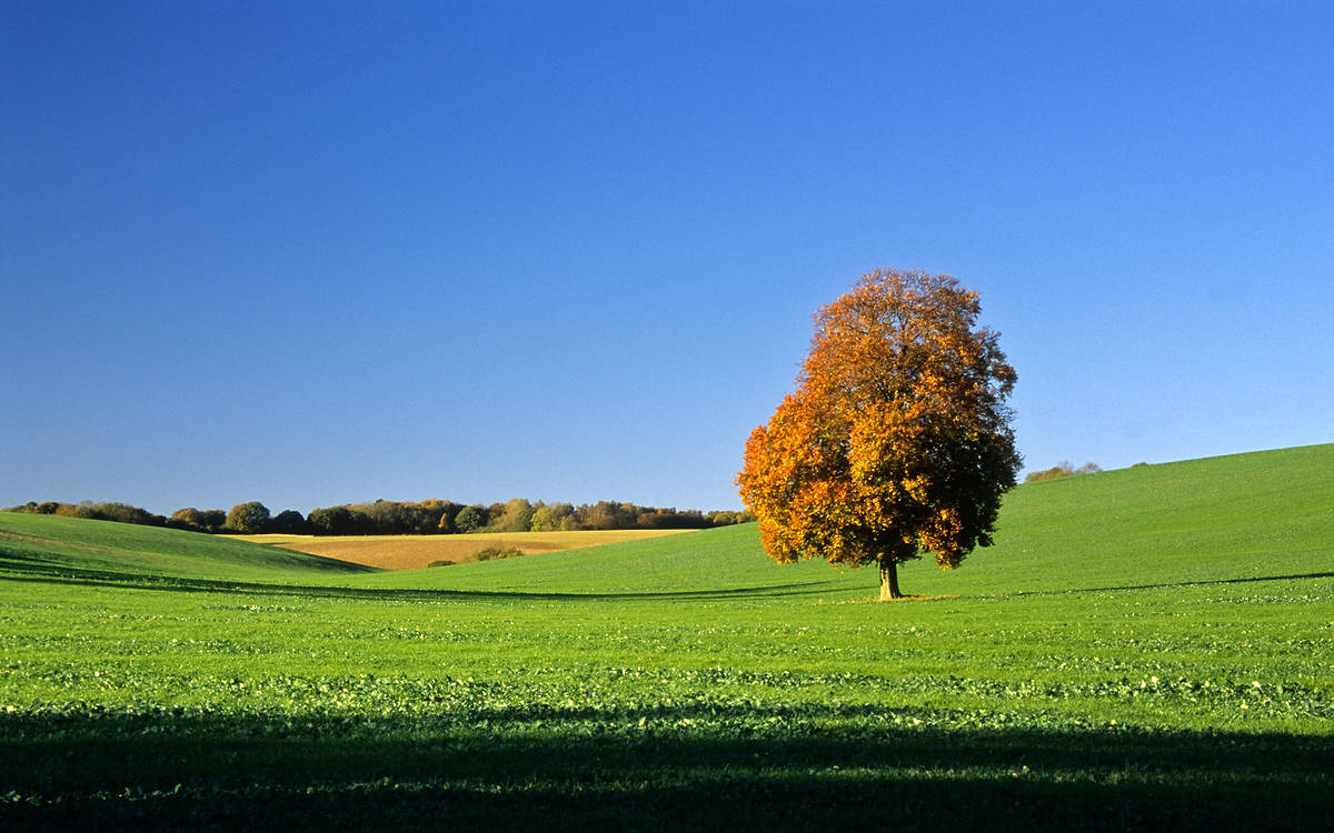 A lond autumnal tree in the middle of a vast meadow in Ashridge