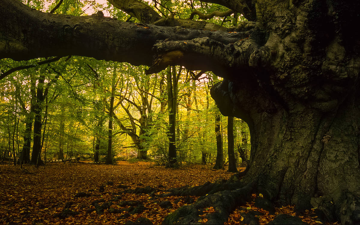 An old tree in the middle of a forest at Ashridge