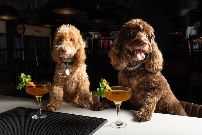 two dogs at the bar each enjoying their own dogtail