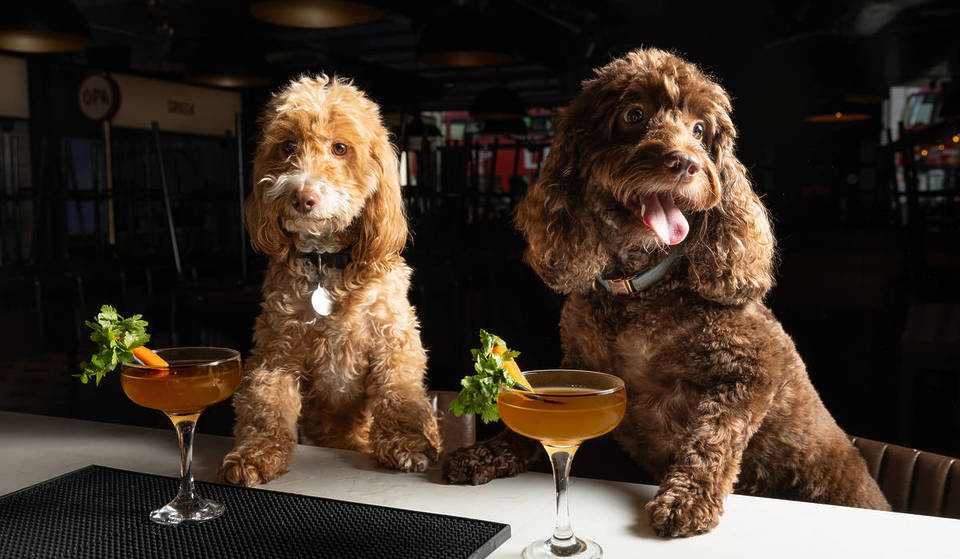 These London Bars Have Launched A Dogtail Menu Of Cocktails For Dogs – And Your Pampered Pooch Can Enjoy Their Drink For FREE