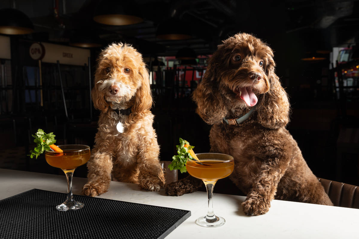 These London Bars Are Launching A Dogtail Menu Of Cocktails For Dogs