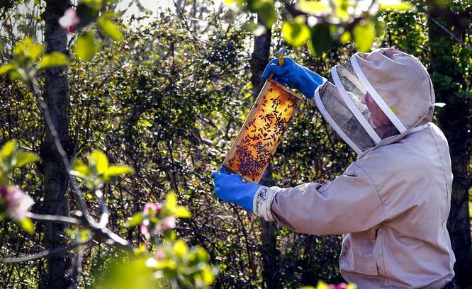 Picture of a beekeeper tending to some bees