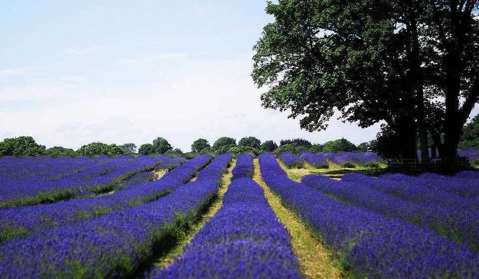 Ce charmant village du sud de Londres était autrefois connu comme la « capitale mondiale de la lavande ». Il regorge de monuments géorgiens, de charme suburbain et de champs de lavande que l&rsquo;on peut encore visiter aujourd&rsquo;hui.