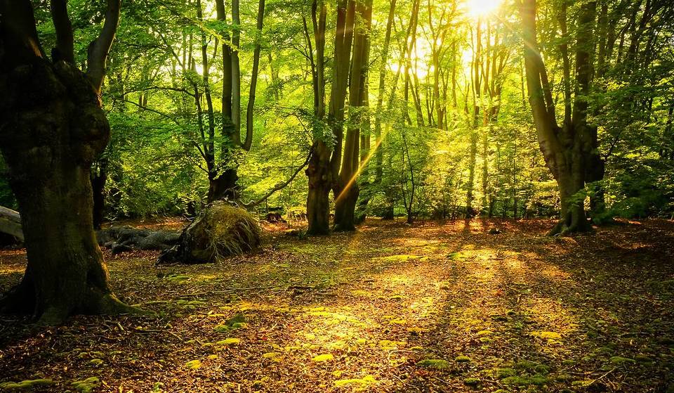 Este precioso bosque antiguo es el mayor espacio abierto de Londres y alberga dos fuertes de la Edad de Hierro y un pabellón de caza que perteneció a Enrique VIII.