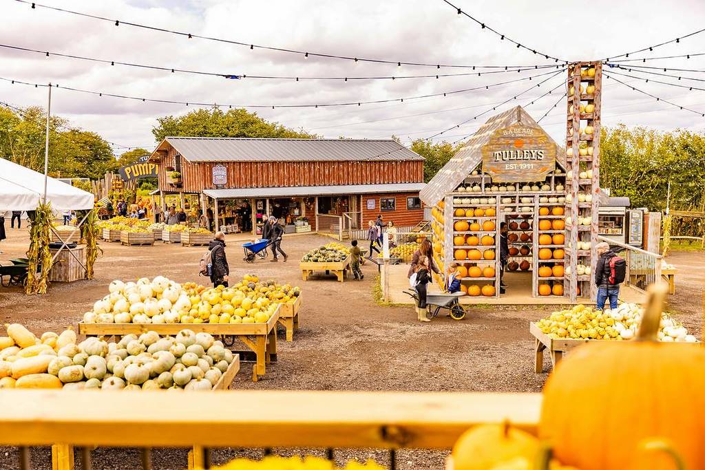 Um campo com muitas abóboras em prateleiras de madeira e um grande edifício parecido com um galpão cheio de abóboras. Algumas pessoas andam com carrinhos de mão.