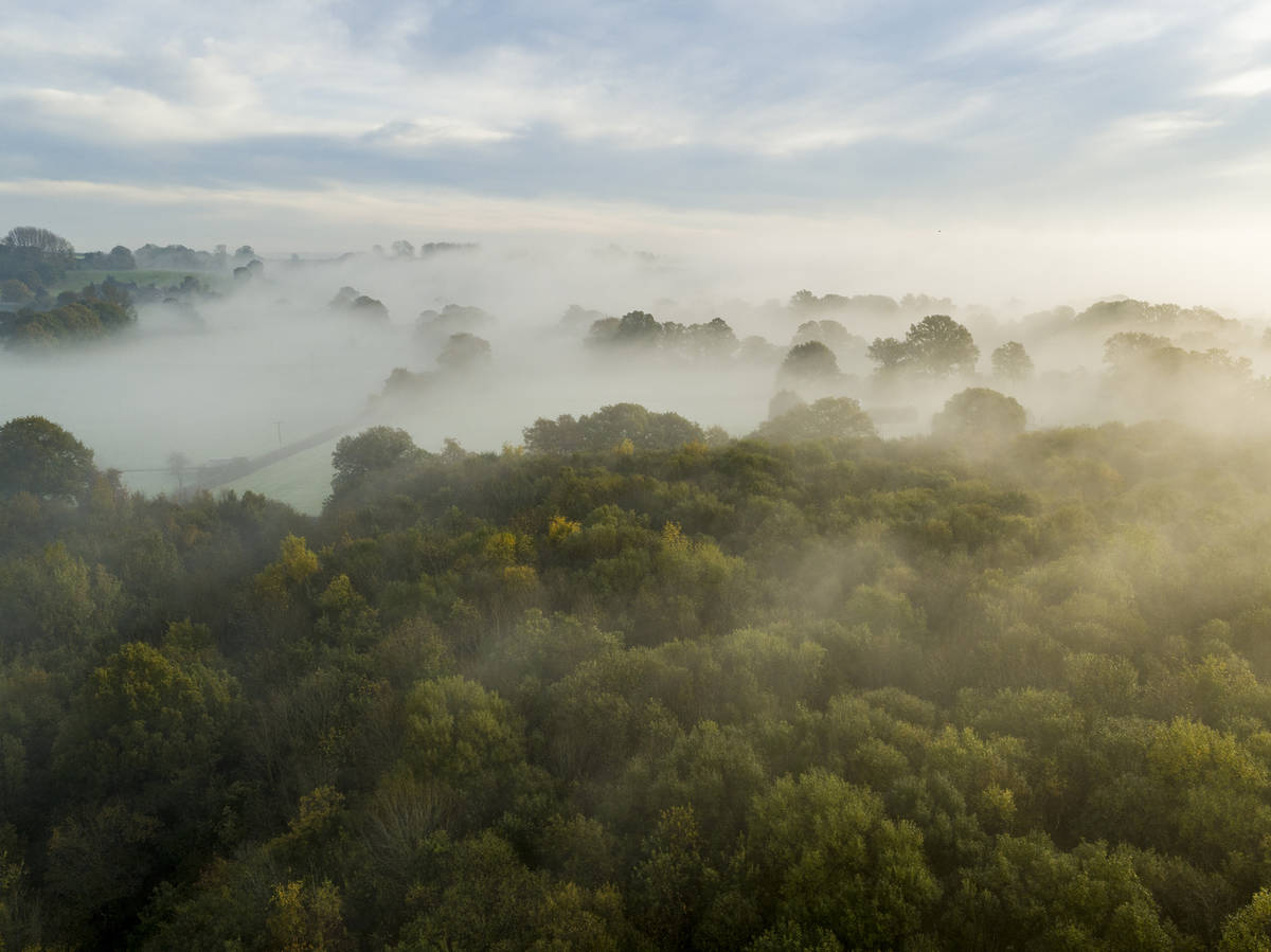 low level fog obscuring the view of the dering woods, a woodlands in kent