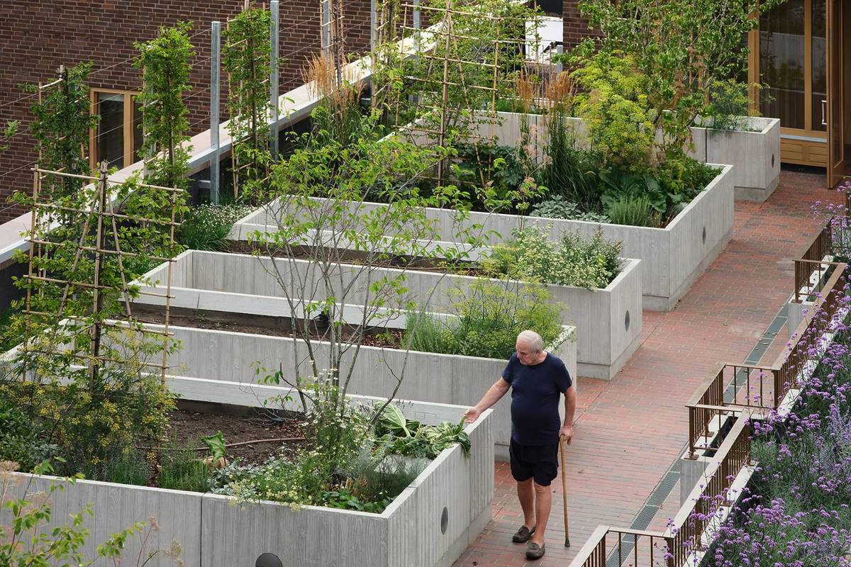 An older man with a walking stick walks amongst planters on a rooftop garden