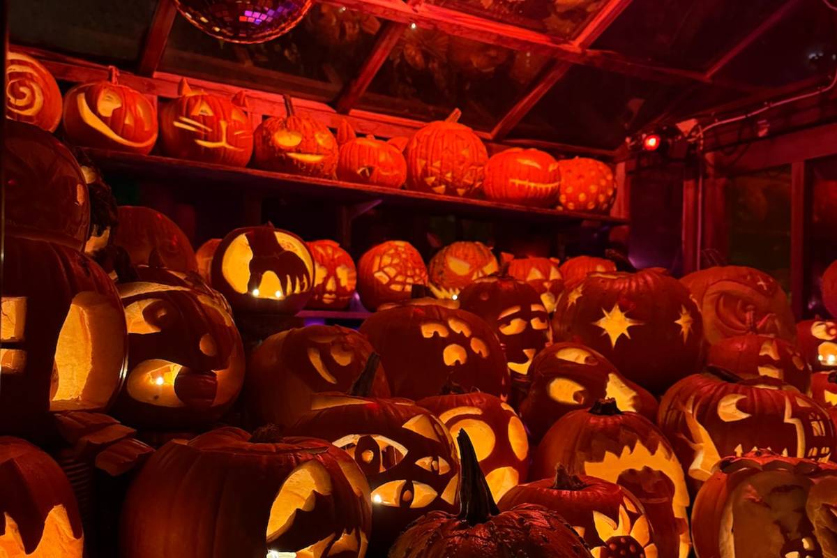 10's of carved pumpkins with different designs on each on shelves, lit up