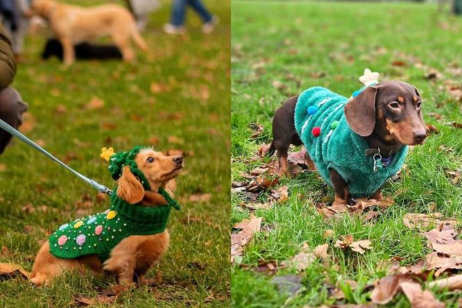 a split screen image showing two separate sausage dogs in festive christmas costumes