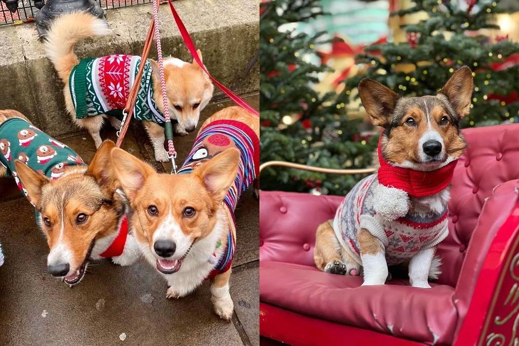 a split screen image showing a group of corgis in christmas jumpers on the left, and one of the corgis in a christmas jumper sat on a chair in front of a christmas tree