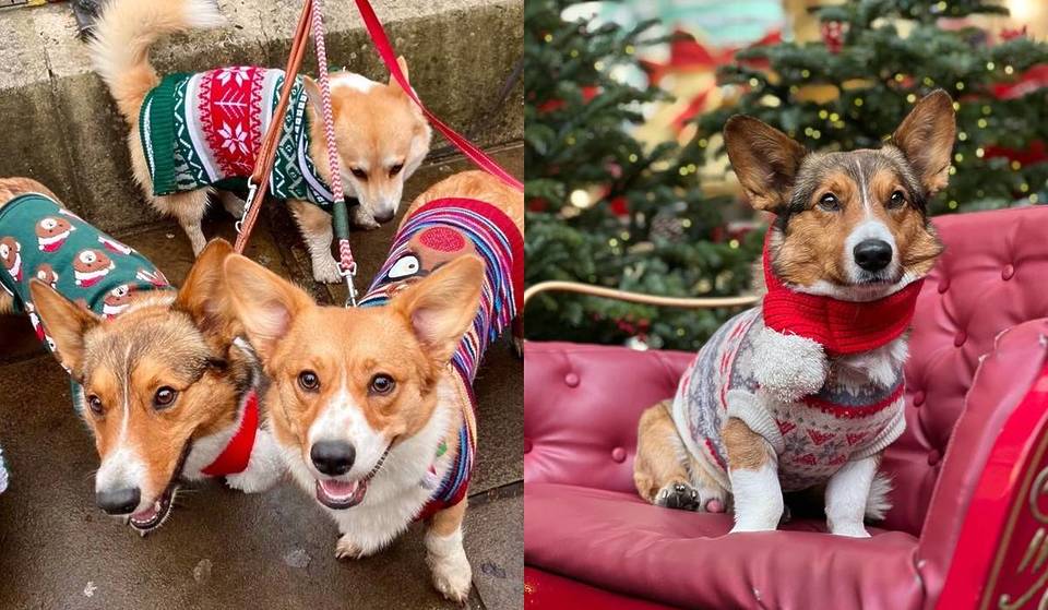 A Parade Of Corgis In Christmas Jumpers Is Coming To London This December – Making Its Way Past Some Of London’s Most Iconic Sights