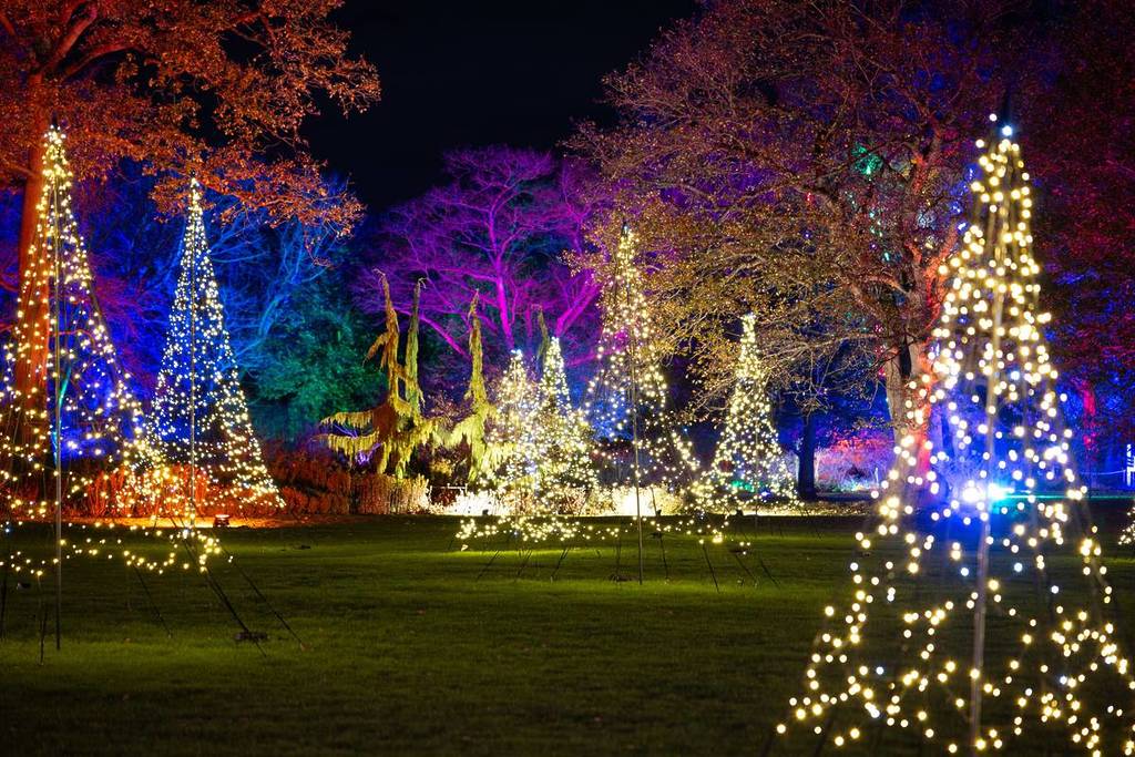 árvores no jardim do rhs wisley decoradas com fairylights e iluminações