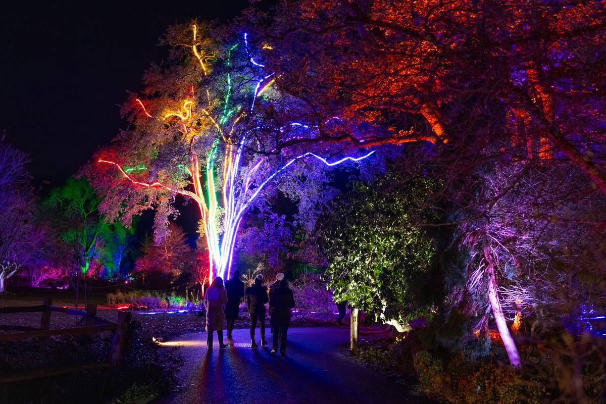 people walking among illuminated trees and foliage at rhs flow wisley at night