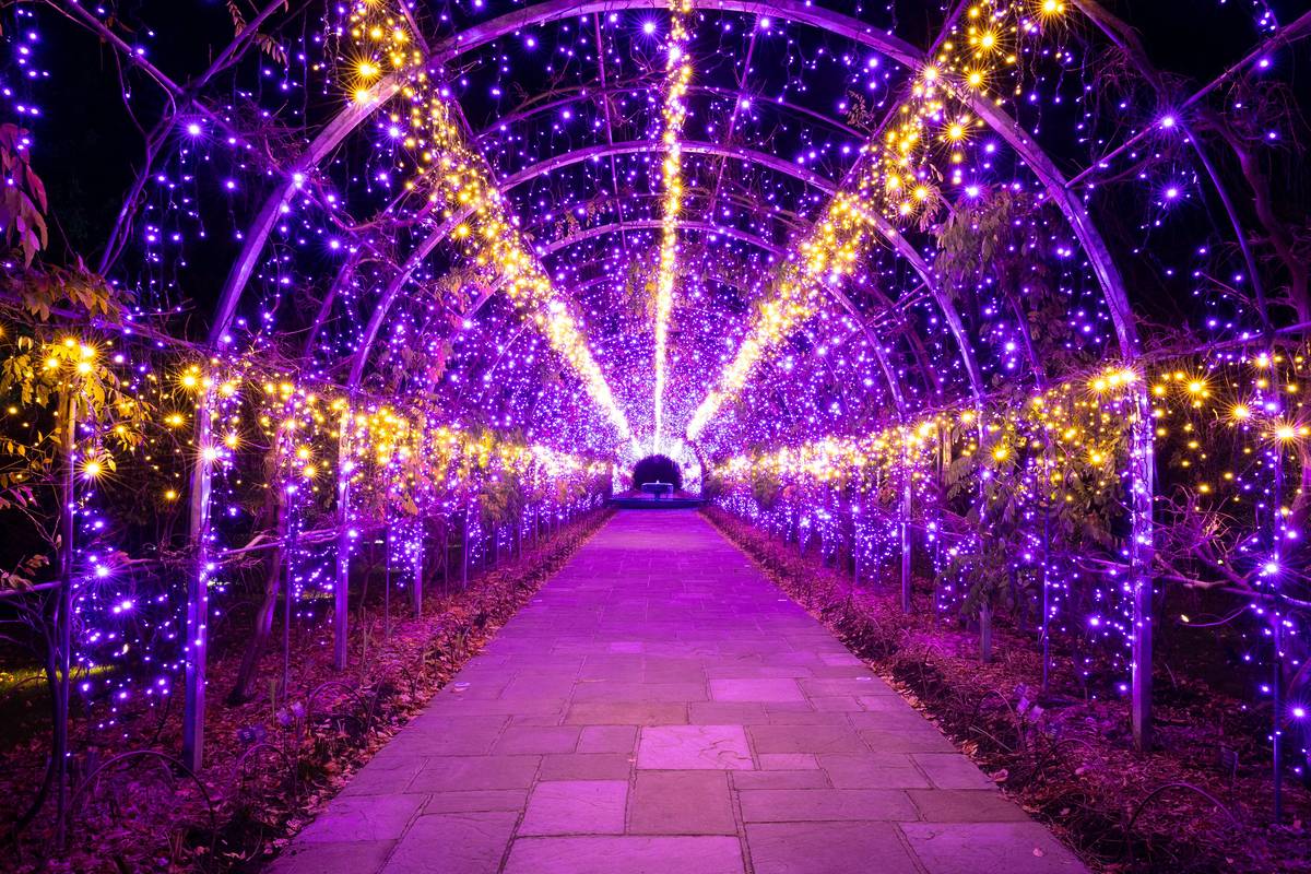 an illuminated arched tunnel of fairy lights in gold and purple