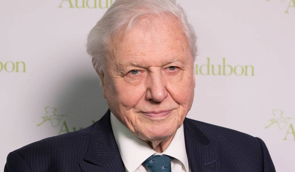 Sir David Attenborough Will Return To Our Screens Soon With A New Show Focusing Entirely On London’s Wildlife – And It Will Shine A Light On The Incredible Wild Creatures We Have Here In The Capital City