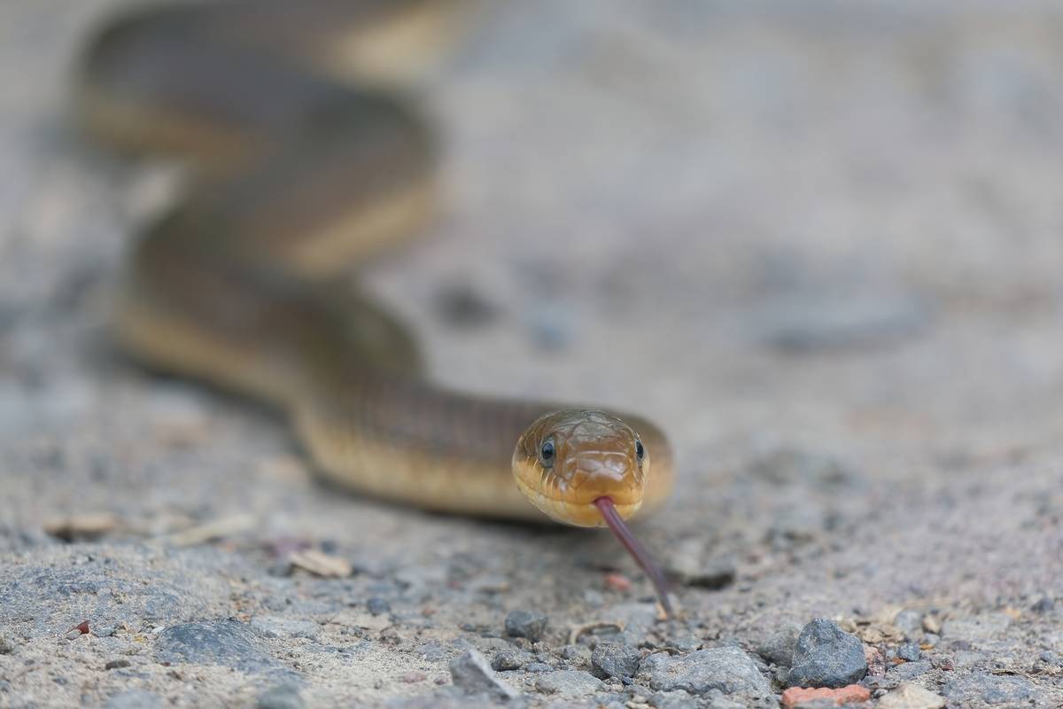 an Aesculapian Snake slithering along the ground towards the camera