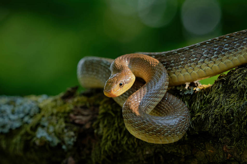 een Aesculapian slang opgerold bovenop een boomtak