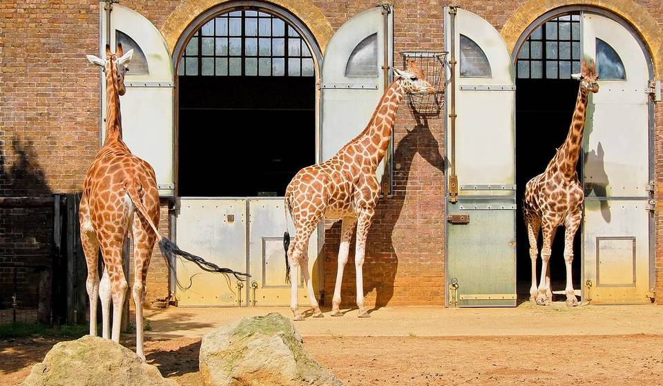 Londen is de thuisbasis van ’s werelds oudste wetenschappelijke dierentuin – en het is net klaar met de jaarlijkse ‘inventarisatie’ van alle dieren die er leven