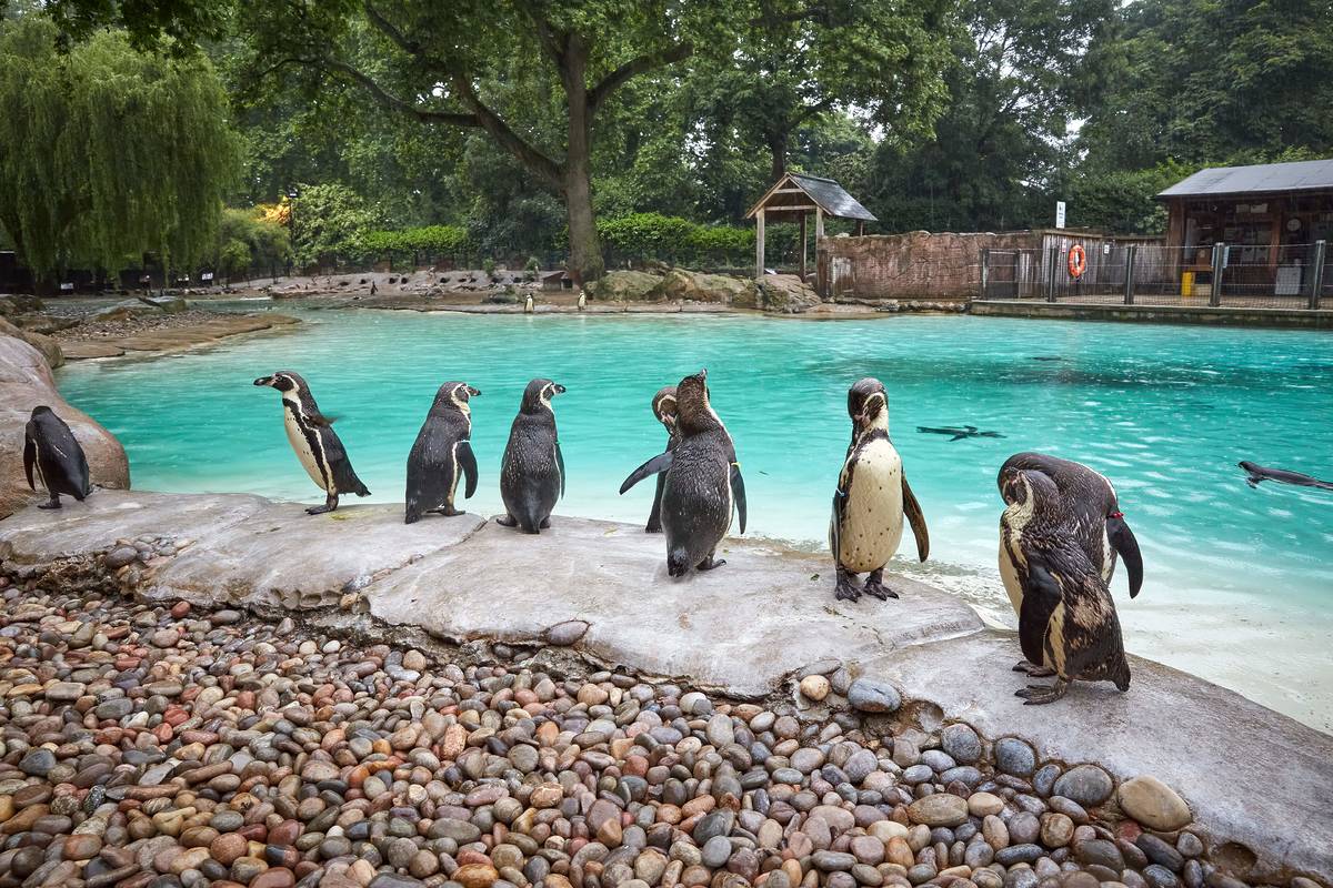 A colony of penguins on the edge of the pool at London Zoo