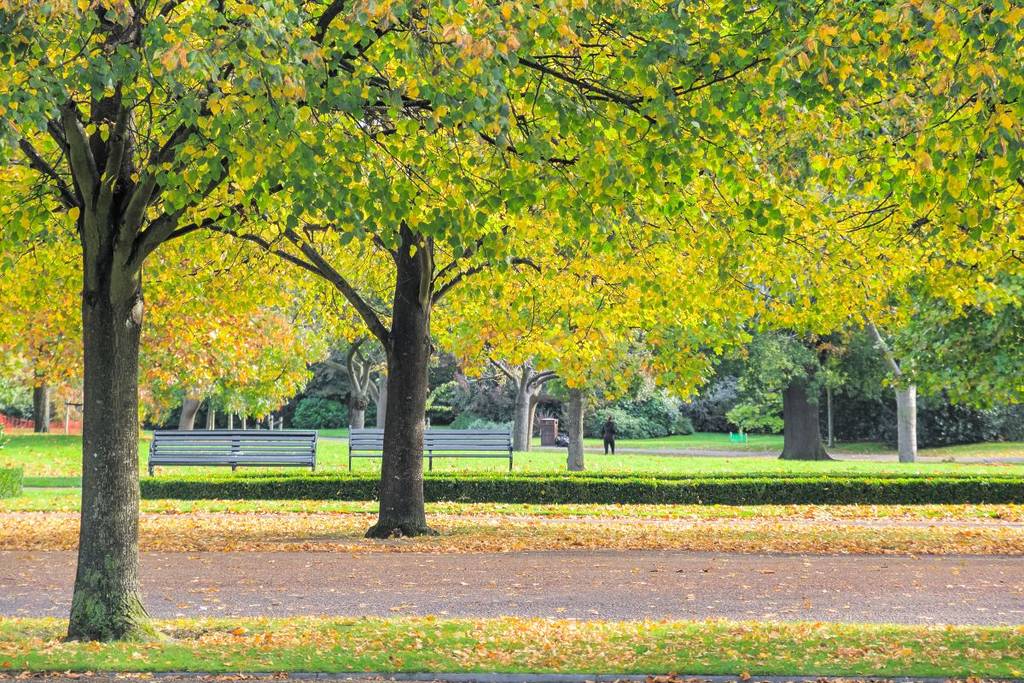 Regent's Park in London in bloom