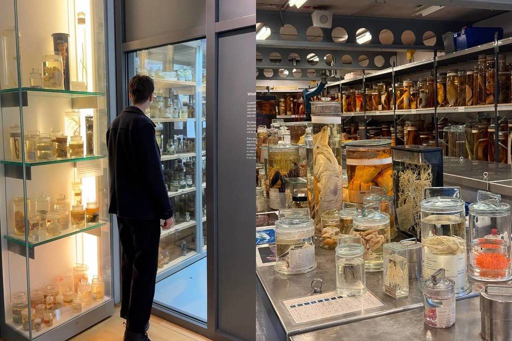 a split screen image showing an exceptionally tall man looking through a window at specimen jars, alongisde a shot of preserved specimen jars covering a table and nearby shelves