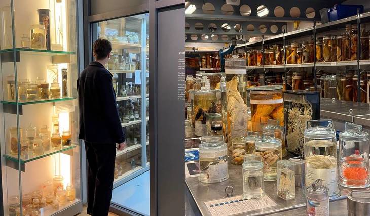 Im Naturkundemuseum kannst du eine Tour hinter die Kulissen machen und über 23 Millionen konservierte Tierproben sehen – darunter auch Charles Darwins Originalproben von den Galápagos-Inseln.