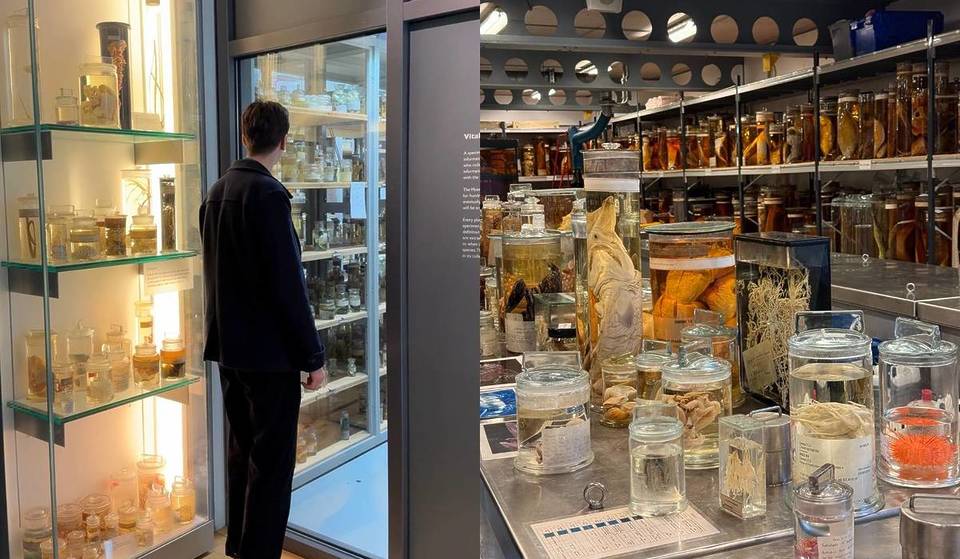 You Can Take A Behind The Scenes Tour At The Natural History Museum Of Over 23 Million Preserved Animal Specimens – Including Charles Darwin’s Original Specimens From The Galápagos Islands