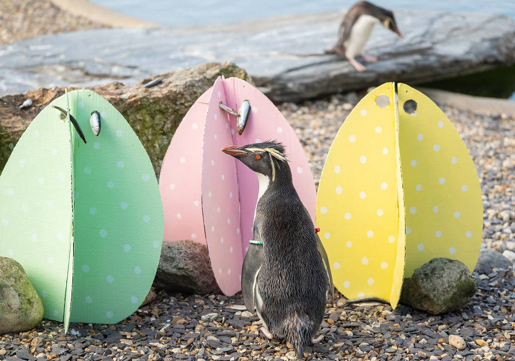 Ein Pinguin untersucht drei farbenfrohe Spielzeuge in Ostereiform