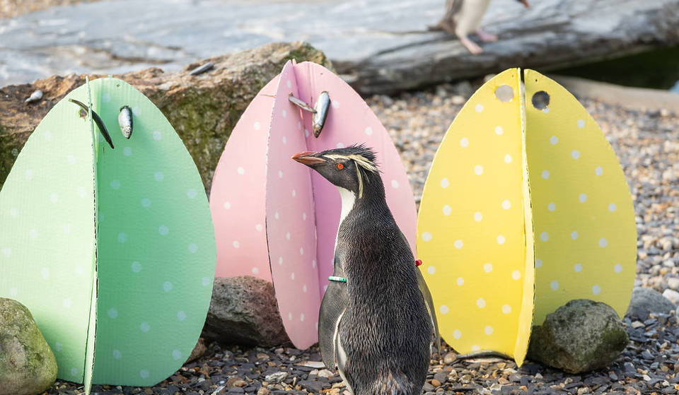 A zoo-normous Easter Egg hunt is coming to this popular zoo just outside of London – visitors can explore the 600-acre zoo as they find eggs and solve clues