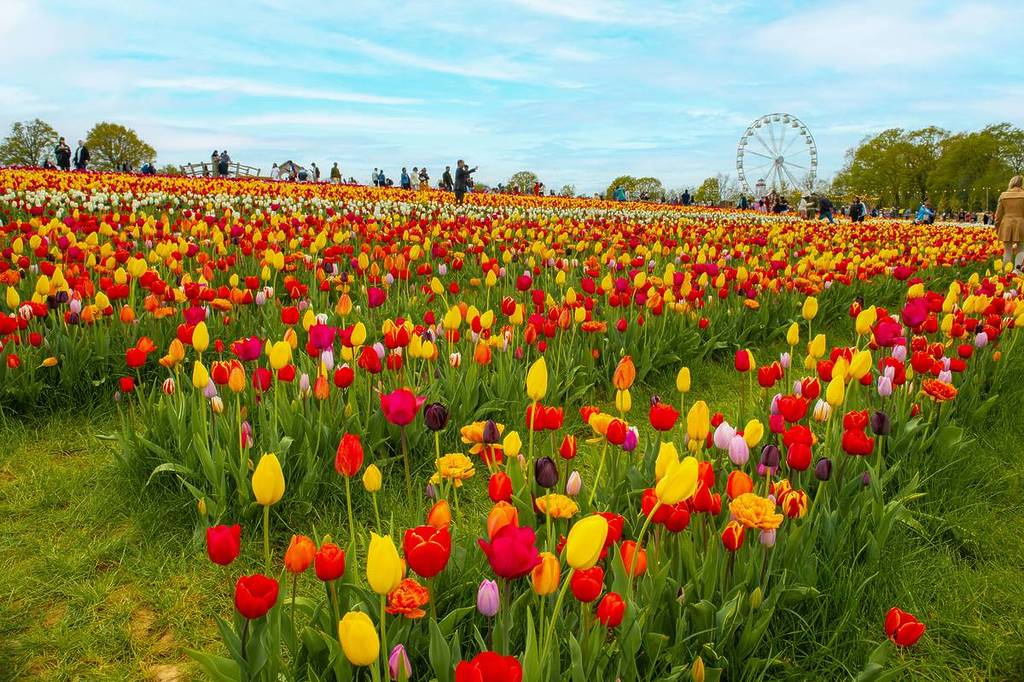 Ein Feld aus bunten Tulpen mit einer Beobachtungswoche im Hintergrund