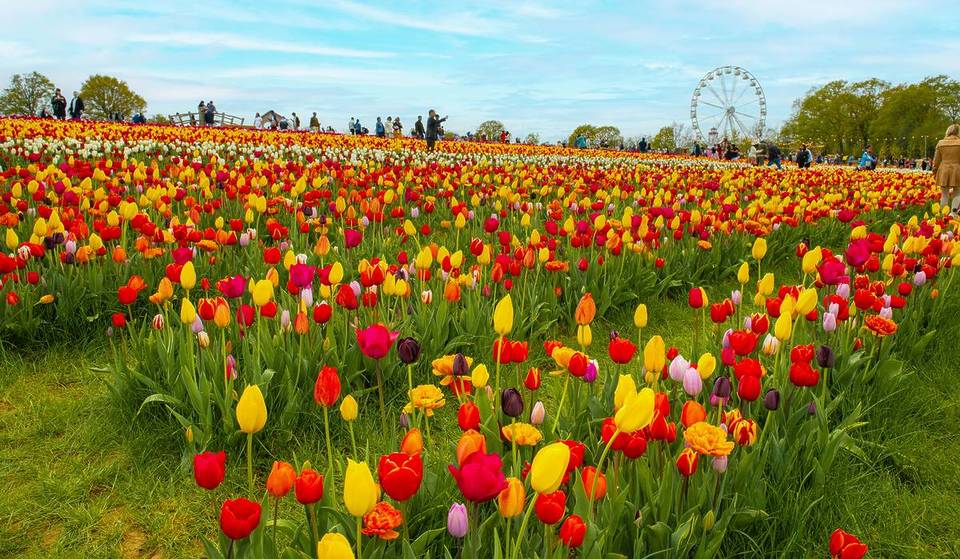 Un immense champ de tulipes ouvrira ses portes près de Londres ce week-end, avec plus de 1,5 million de magnifiques fleurs