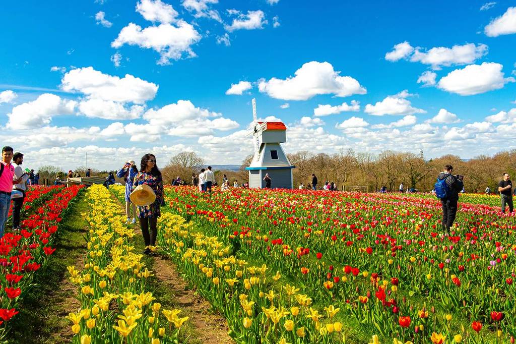 Mensen die tussen de rijen tulpen lopen met een windmolen op de achtergrond